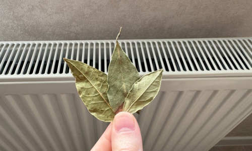 Положите лавровый лист на батарею — результат удивит всех, кто живет в квартире